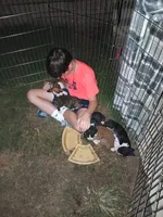 Female , a female Boxer for sale in Rocky Mount, MO – 4 of 7