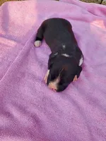 Female , a female Boxer for sale in Rocky Mount, MO – 1 of 7