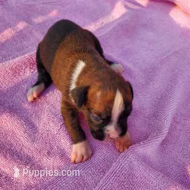 Boy 2 – Boxer puppy for sale in Rocky Mount, MO
