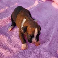 Boy 2, a male Boxer for sale in Rocky Mount, MO – 1 of 5