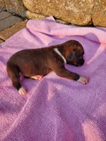 Boy 2, a male Boxer for sale in Rocky Mount, MO – 4 of 5