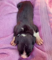 Female , a female Boxer for sale in Rocky Mount, MO – 2 of 7