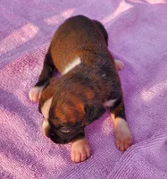 Boy 2, a male Boxer for sale in Rocky Mount, MO – 5 of 5