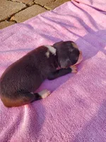 Boy 1, a male Boxer for sale in Rocky Mount, MO – 4 of 5