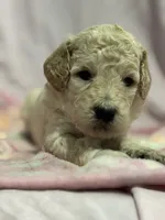 Cream female , a female Poodle - Miniature  and Poodle - Standard  for sale in Longmont, CO – 2 of 10