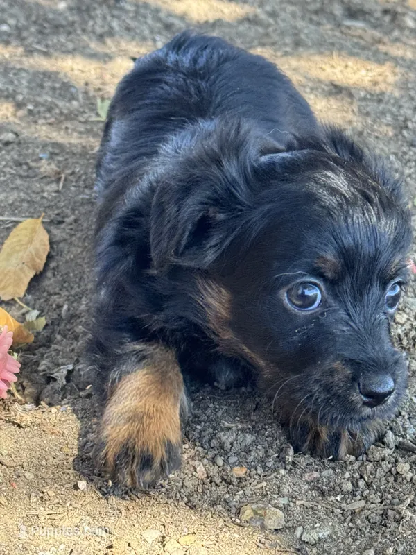 Kitten – Pembroke Welsh Corgi, Poodle - Miniature  puppy for sale in Longmont, CO
