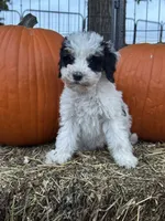 Love, a female Bernedoodle and Miniature Bernedoodle for sale in Longmont, CO – 6 of 10