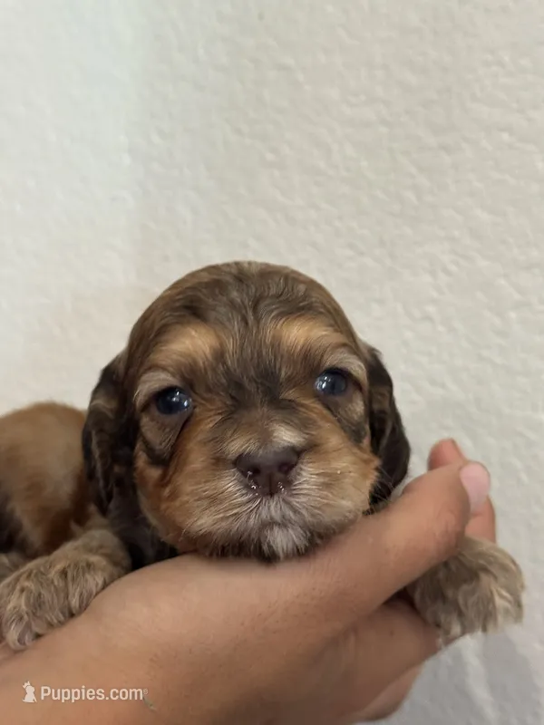 Saffron – Bernedoodle, Miniature Bernedoodle puppy for sale in Longmont, CO