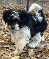 Oreo, a female Bernedoodle and Miniature Bernedoodle for sale in Longmont, CO – 2 of 10