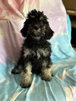Kendrick , a male Poodle - Standard  for sale in Longmont, CO – 5 of 10