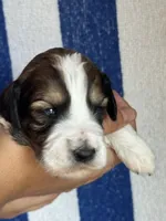 Rusty, a male Bernedoodle and Miniature Bernedoodle for sale in Longmont, CO – 4 of 10