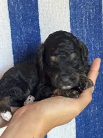 Theo, a male Bernedoodle and Miniature Bernedoodle for sale in Longmont, CO – 6 of 7
