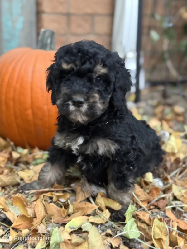 Theo – Bernedoodle, Miniature Bernedoodle puppy for sale in Longmont, CO