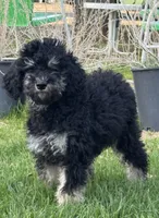 Arianna , a female Poodle - Standard  for sale in Longmont, CO – 2 of 10