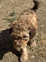 Saffron, a female Bernedoodle and Miniature Bernedoodle for sale in Longmont, CO – 4 of 10