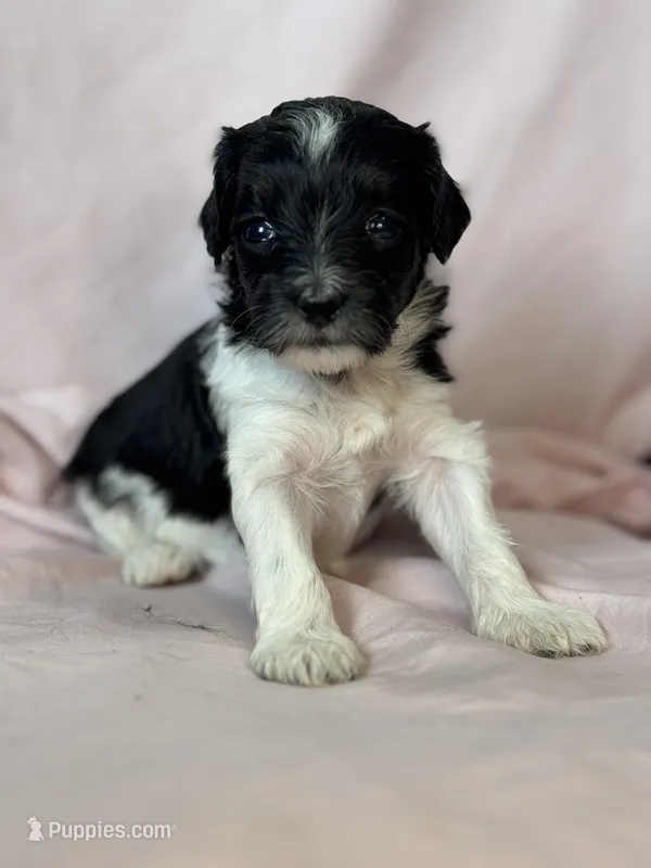 Pepper – Bernedoodle, Miniature Bernedoodle puppy for sale in Longmont, CO