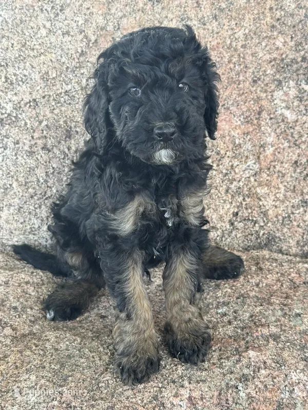 Toby – Poodle - Miniature , Poodle - Standard  puppy for sale in Longmont, CO
