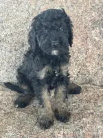 Toby, a male Poodle - Miniature  and Poodle - Standard  for sale in Longmont, CO – 1 of 8