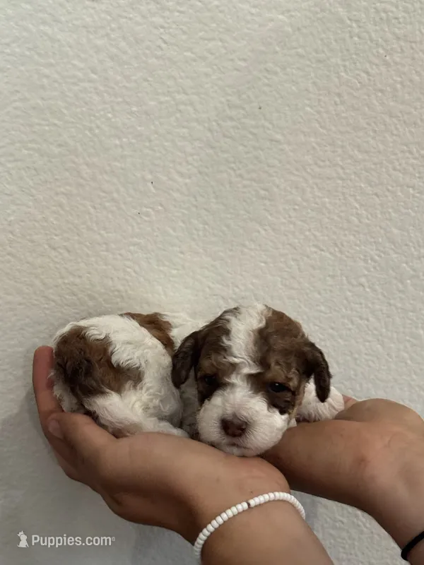 Douglas – Bernedoodle, Miniature Bernedoodle puppy for sale in Longmont, CO