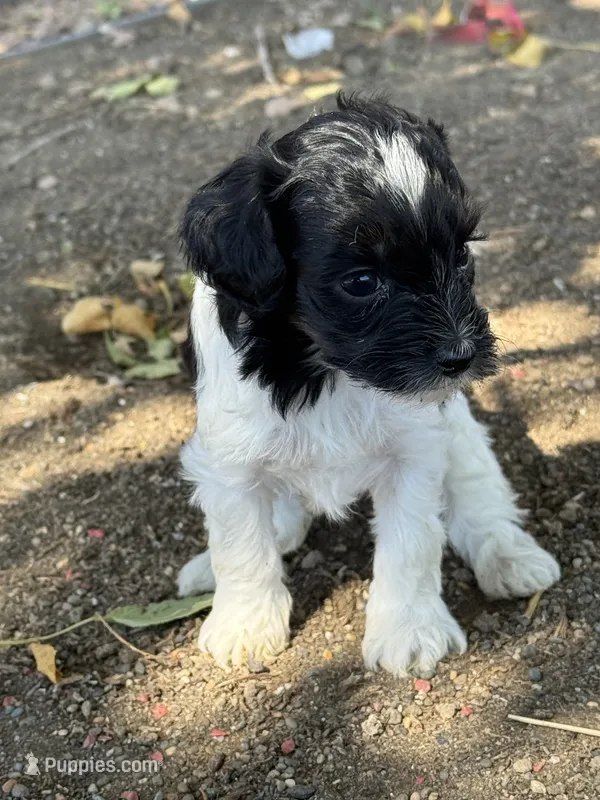 Pepper – Bernedoodle, Miniature Bernedoodle puppy for sale in Longmont, CO