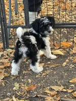 Oreo, a female Bernedoodle and Miniature Bernedoodle for sale in Longmont, CO – 4 of 10