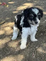 Oreo, a female Bernedoodle and Miniature Bernedoodle for sale in Longmont, CO – 8 of 10