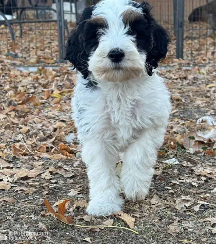 Templeton – Bernedoodle, Miniature Bernedoodle puppy for sale in Longmont, CO