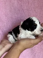 Ashland, a female Bernedoodle and Miniature Bernedoodle for sale in Longmont, CO – 2 of 10