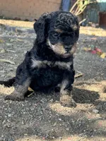 Venice , a female Bernedoodle and Miniature Bernedoodle for sale in Longmont, CO – 6 of 10