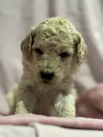 Cream female , a female Poodle - Miniature  and Poodle - Standard  for sale in Longmont, CO – 4 of 10