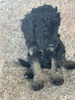 Toby, a male Poodle - Miniature  and Poodle - Standard  for sale in Longmont, CO – 4 of 8