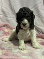 Jax - chocolate tri color parti, a male Poodle - Miniature  and Poodle - Standard  for sale in Longmont, CO – 3 of 10