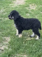 Arianna , a female Poodle - Standard  for sale in Longmont, CO – 9 of 10