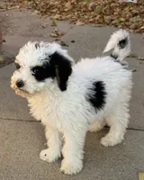 Love, a female Bernedoodle and Miniature Bernedoodle for sale in Longmont, CO – 3 of 10