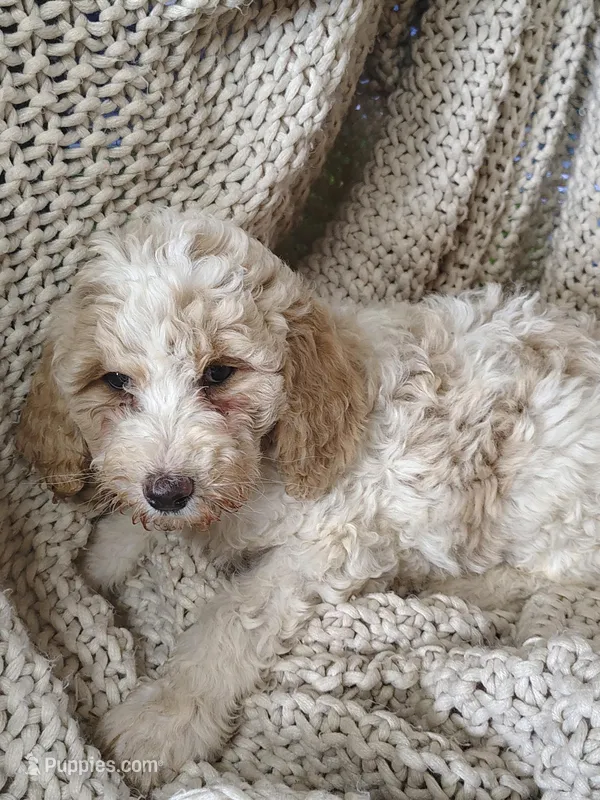 Sabrina – Poodle - Standard  puppy for sale in Longmont, CO