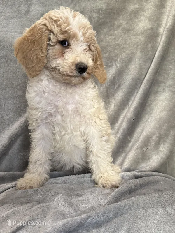 Sabrina – Poodle - Standard  puppy for sale in Longmont, CO