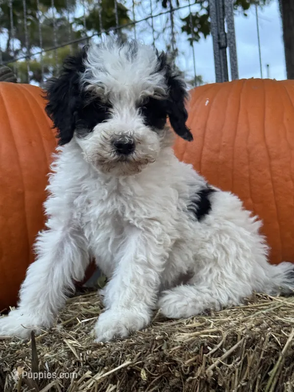 Love – Bernedoodle, Miniature Bernedoodle puppy for sale in Longmont, CO