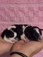 Oreo, a female Bernedoodle and Miniature Bernedoodle for sale in Longmont, CO – 4 of 5