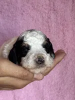 Love, a female Bernedoodle and Miniature Bernedoodle for sale in Longmont, CO – 4 of 10