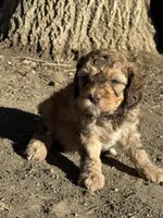 Saffron, a female Bernedoodle and Miniature Bernedoodle for sale in Longmont, CO – 7 of 10