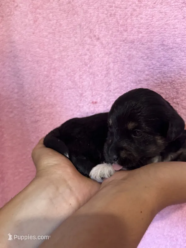 Kitten – Pembroke Welsh Corgi, Poodle - Miniature  puppy for sale in Longmont, CO