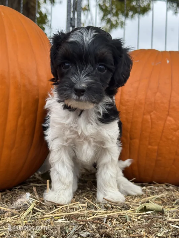 Pepper – Bernedoodle, Miniature Bernedoodle puppy for sale in Longmont, CO