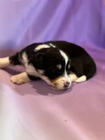 processed/17812dc7-b2ac-4305-9e41-732a1b312d59/listing/1fc15f14-9374-4d66-be46-5c7749a526f1/18b5bb17-529f-4435-bb9f-465665936b01