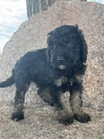 Toby, a male Poodle - Miniature  and Poodle - Standard  for sale in Longmont, CO – 8 of 8