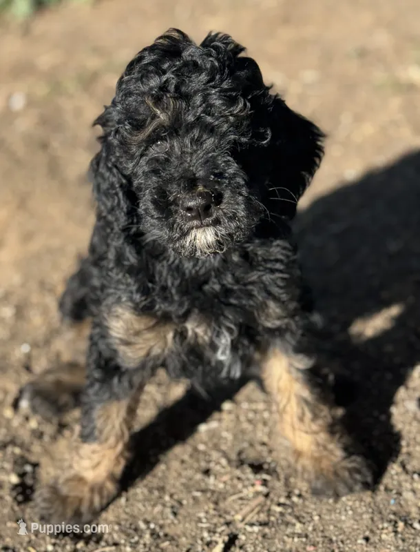Winston - Phantom male – Poodle - Miniature , Poodle - Standard  puppy for sale in Longmont, CO