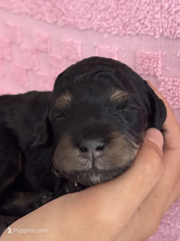 Cordell – Bernedoodle, Miniature Bernedoodle puppy for sale in Longmont, CO