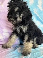Arianna , a female Poodle - Standard  for sale in Longmont, CO – 7 of 10