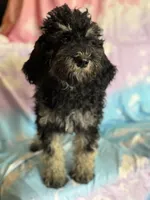 Kendrick , a male Poodle - Standard  for sale in Longmont, CO – 2 of 10
