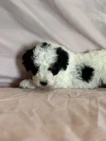 Love, a female Bernedoodle and Miniature Bernedoodle for sale in Longmont, CO – 9 of 10