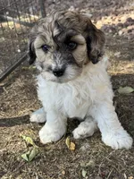 Hafnhalf, a female Bernedoodle and Miniature Bernedoodle for sale in Longmont, CO – 2 of 10